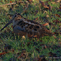 American Woodcock