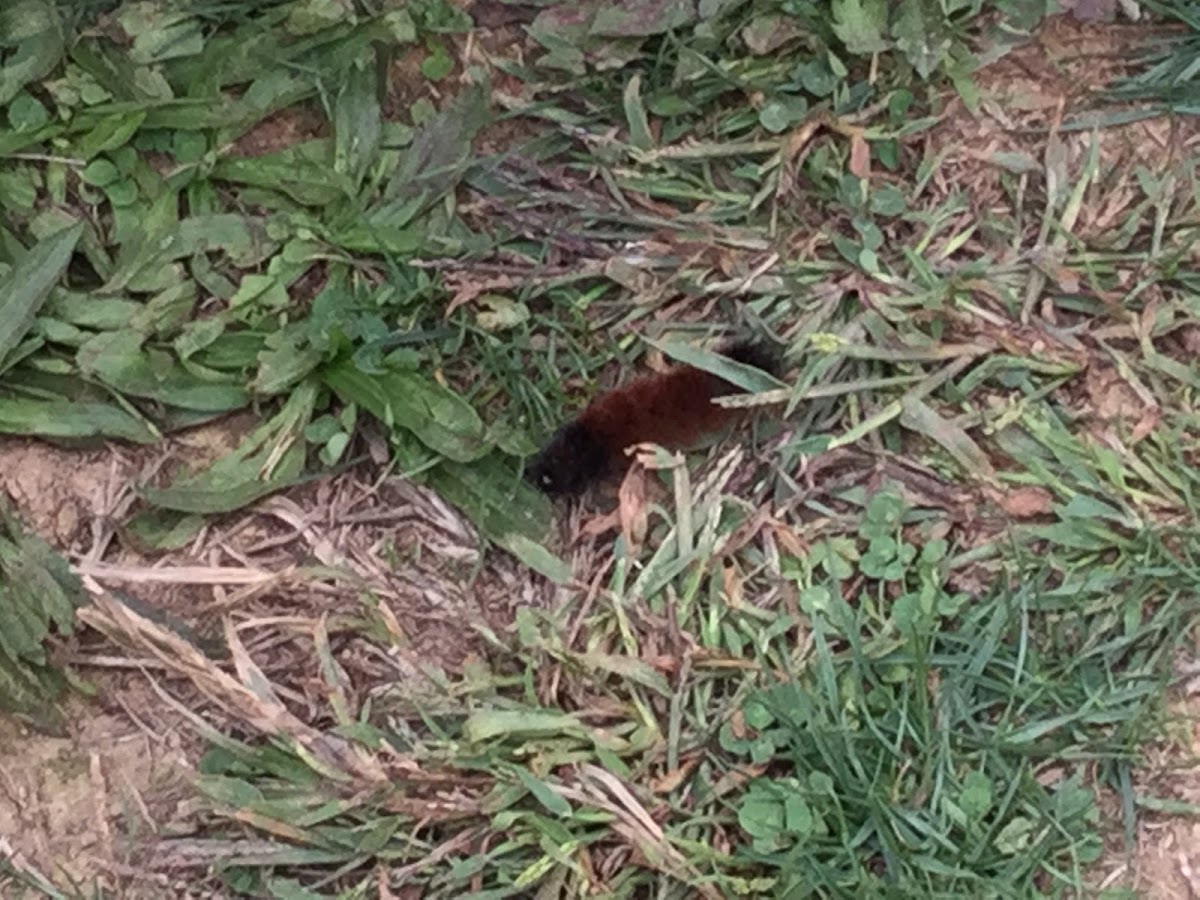 Woolly Bear Caterpillar