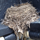 Nest