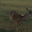 White-tailed deer