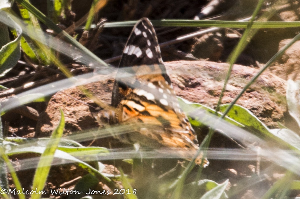 Painted Lady