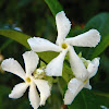 Star jasmine (Ρυχόσπερμο)