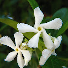 Star jasmine (Ρυχόσπερμο)