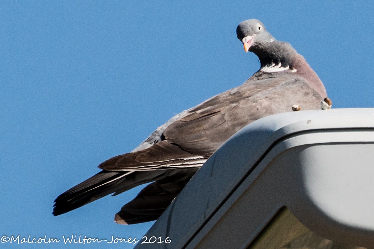 Woodpigeon; Paloma Torcaz