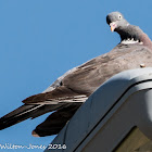 Woodpigeon; Paloma Torcaz