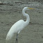 Great Egret