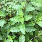 Spearmint