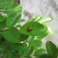 Coccinella di 