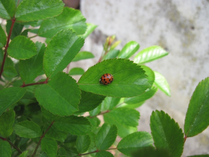 Coccinella di Marco Siega Vignut