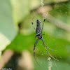 Nephila polices 毛絡新婦蛛