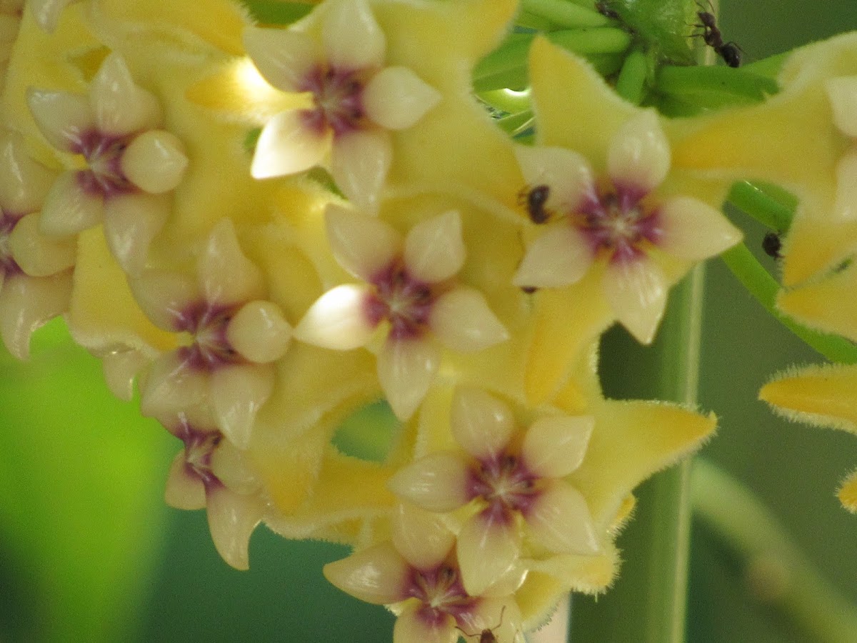 Hoya coriacea