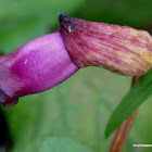 Forest Ghost Flower