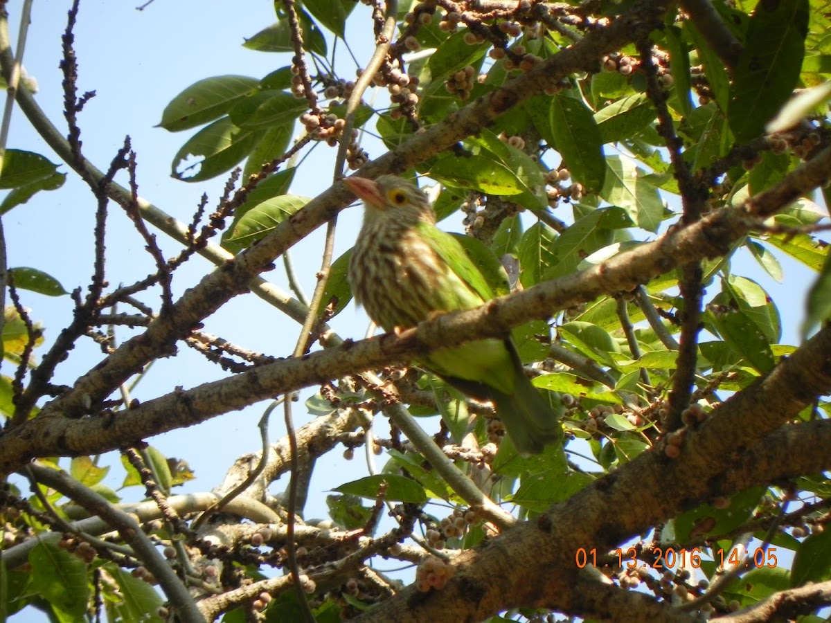 Lineated Barbet