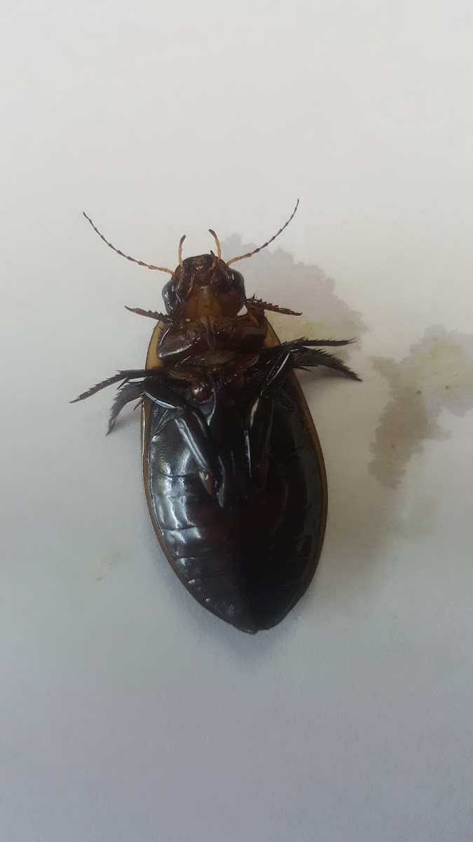 Vertical Diving Beetle