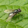 Syrphid Fly