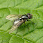 Syrphid Fly