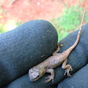 Eastern Fence Lizard