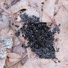 Pileated Woodpecker Scat