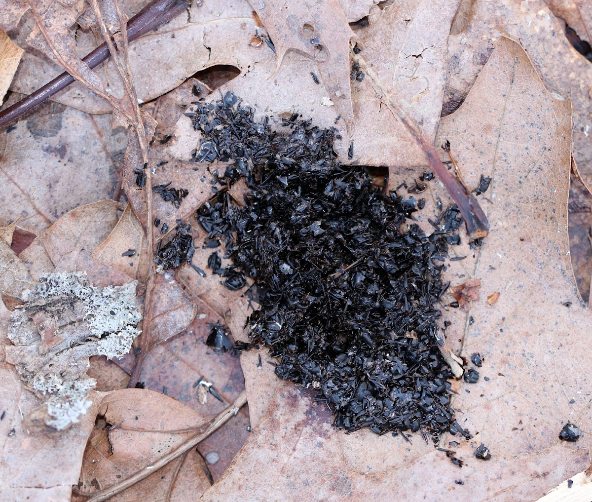 Pileated Woodpecker Scat