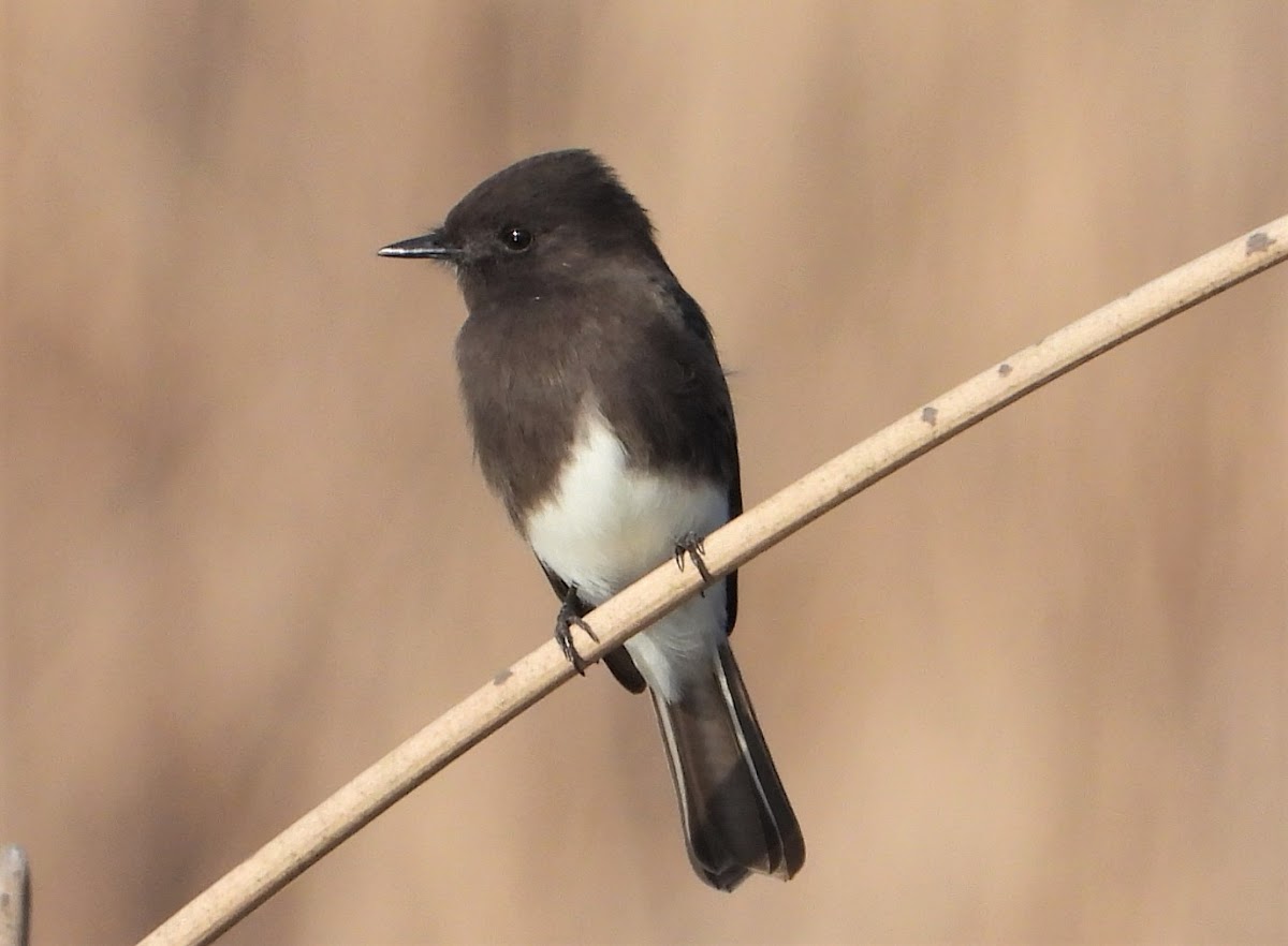 Black phoebe