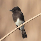 Black phoebe