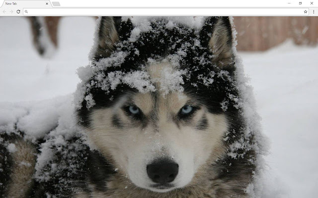 Siberian Husky Wallpapers