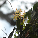 Greenfly Orchid