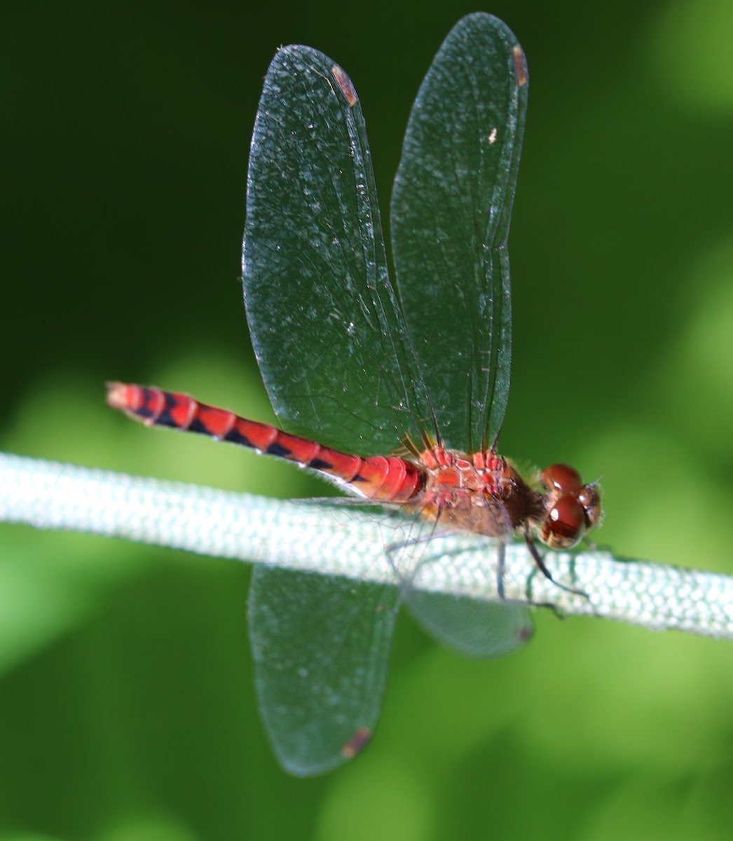 dragonfly