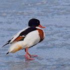 Shelduck