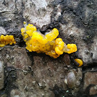 Witch's butter