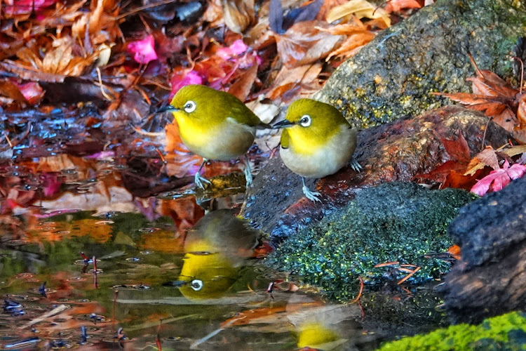 の投稿画像2枚目