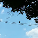 American Robin