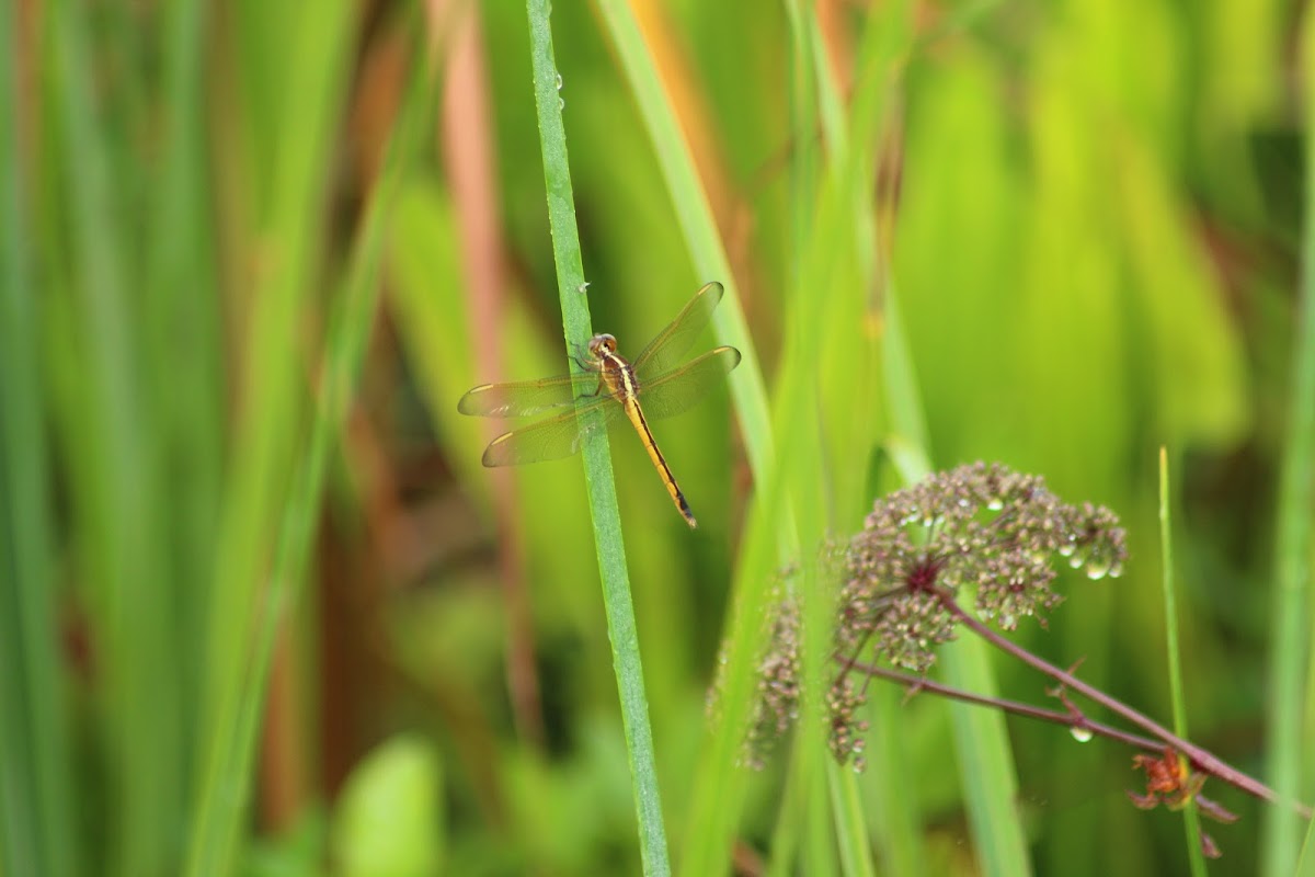 Needham's Skimmer Dragonfly