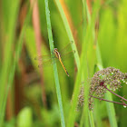 Needham's Skimmer Dragonfly