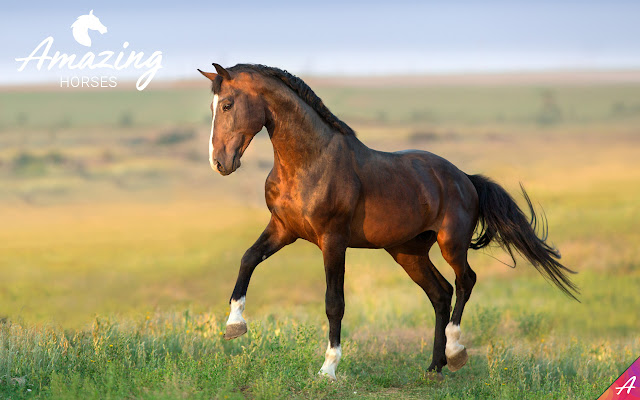 Amazing Horses