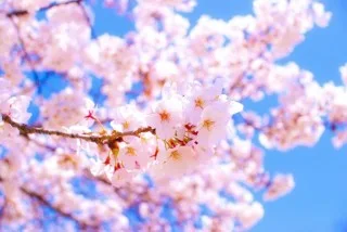 「桜」のメインビジュアル