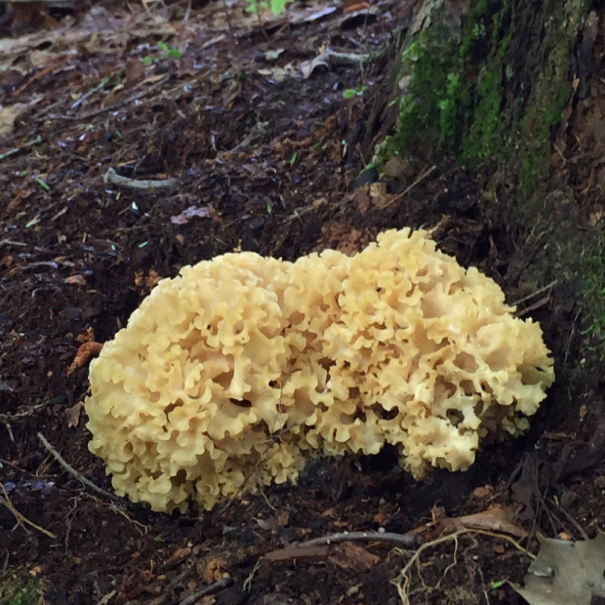 Cauliflower Mushroom