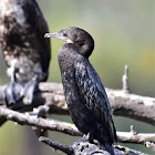 Cormorant  -  Little Cormorant