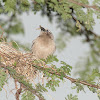 Weaver bird