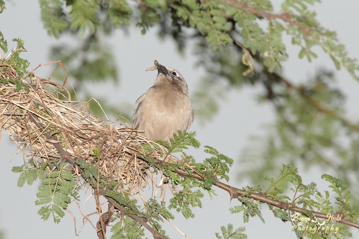 Weaver bird