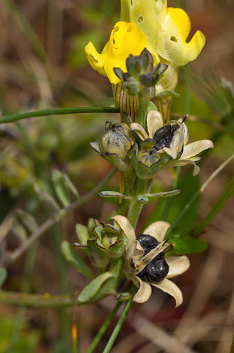 Linaria polygalifolia