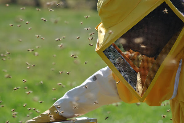 Apicoltura di Alirubamele