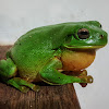 Green Tree Frog