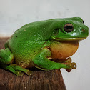 Green Tree Frog