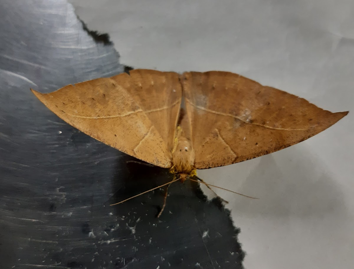 Annulated leaf moth