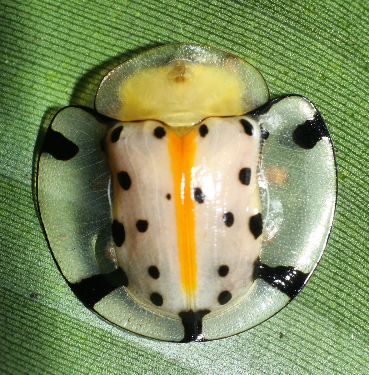 Spotted Tortoise Beetle