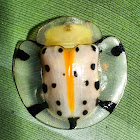 Spotted Tortoise Beetle