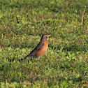 American Robin