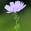 Common Chicory