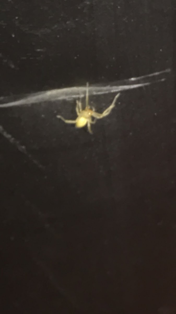 Yellow Sac Spider